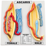 Ascaris Male and Female Model